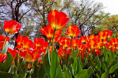 Papier peint  Fleurs rouges et arbres