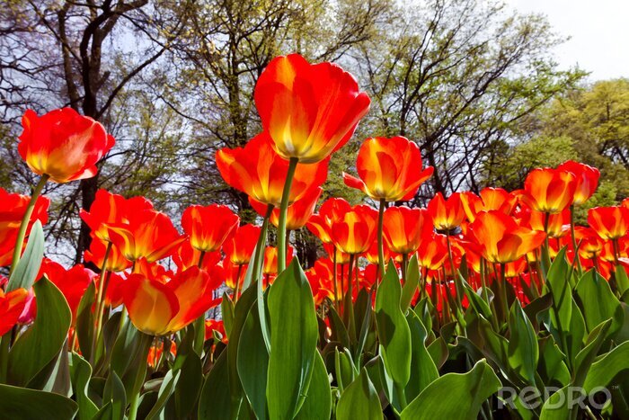 Papier peint  Fleurs rouges et arbres