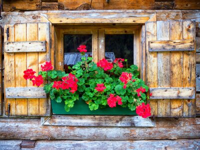 Fleurs rouges sur le rebord d'une fenêtre