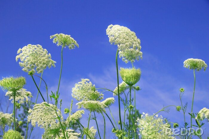 Papier peint  Fleurs sauvages et nature
