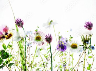 Papier peint  Fleurs sauvages printanières sur fond blanc