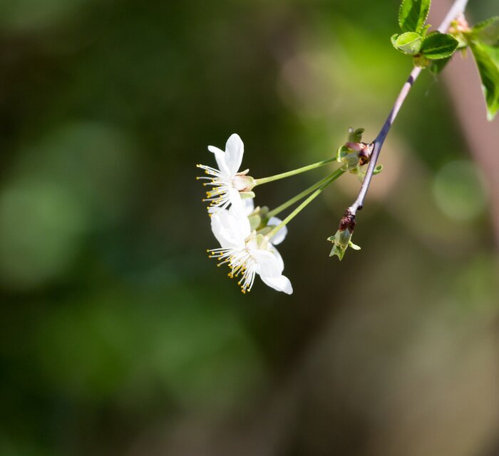 Papier peint  Fleurs sur une branche