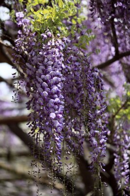 Fleurs suspendues violettes