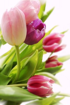 Papier peint  Fleurs tout en couleurs