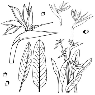 Papier peint  Fleurs tropicales dessinées à la main. Illustration de croquis Strelitzia.Vector.
