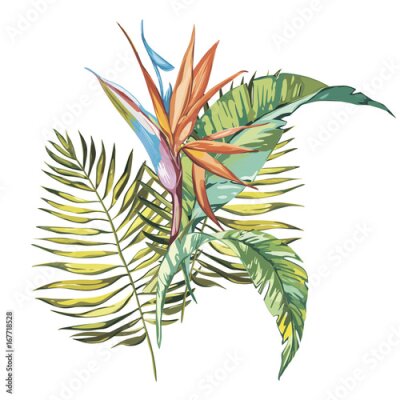 Papier peint  Fleurs tropicales Strelitzia isolées sur fond blanc. EPS 10