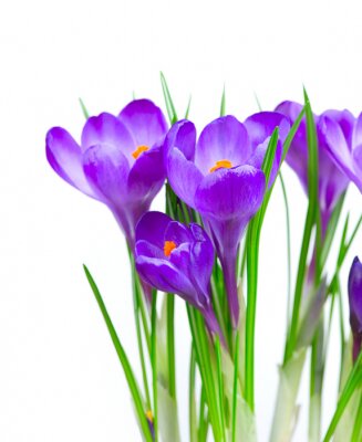 Fleurs violettes 3d