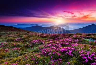 Papier peint  Fleurs violettes et lever de soleil