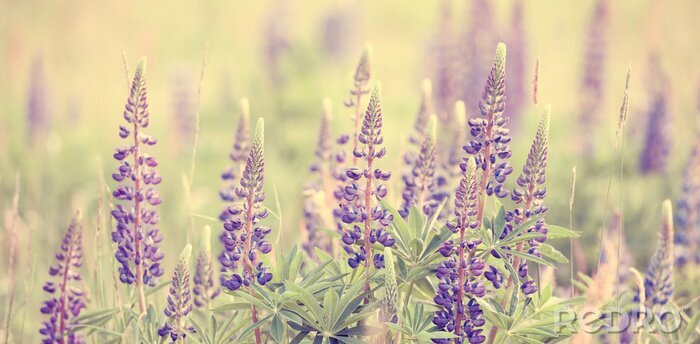 Papier peint  Fleurs violettes sur un champ