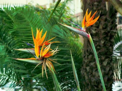Papier peint  flor ave del paraíso ou strelitzia reginae dans un parque de Cadiz, Andalousie. España. Europa