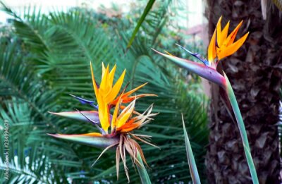 Papier peint  flor ave del paraíso ou strelitzia reginae dans un parque de Cadiz, Andalousie. España. Europa
