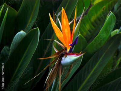 Papier peint  flor ave del paraíso ou strelitzia reginae dans un parque de Cadiz, Andalousie. España. Europa