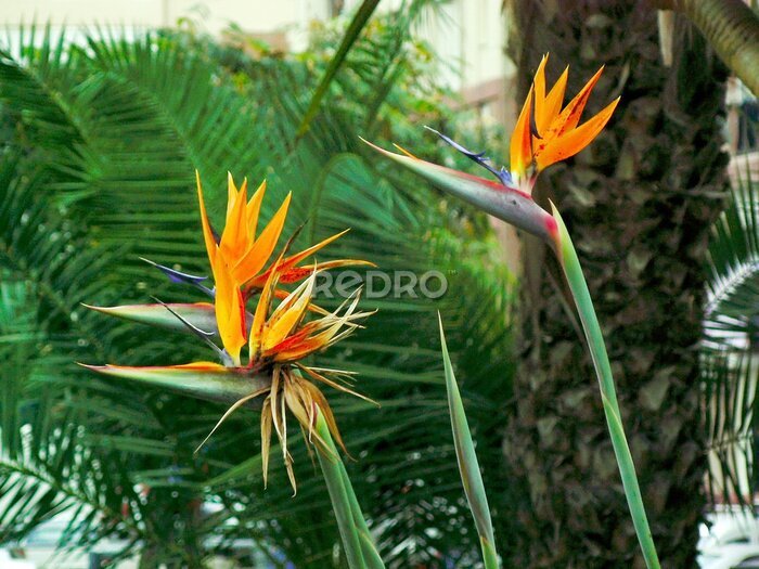 Papier peint  flor ave del paraíso ou strelitzia reginae dans un parque de Cadiz, Andalousie. España. Europa