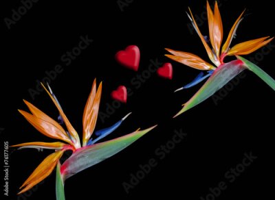 Papier peint  Flor Ave del Paraiso, Strelitzias, amor, San Valentín