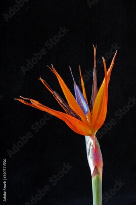 Papier peint  Flor Estrelítzia, flor-ave-do-paraizo ( Strelitzia reginae)