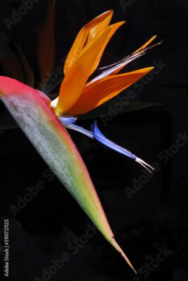 Papier peint  Flor Estrelítzia, flor-ave-do-paraizo ( Strelitzia reginae)