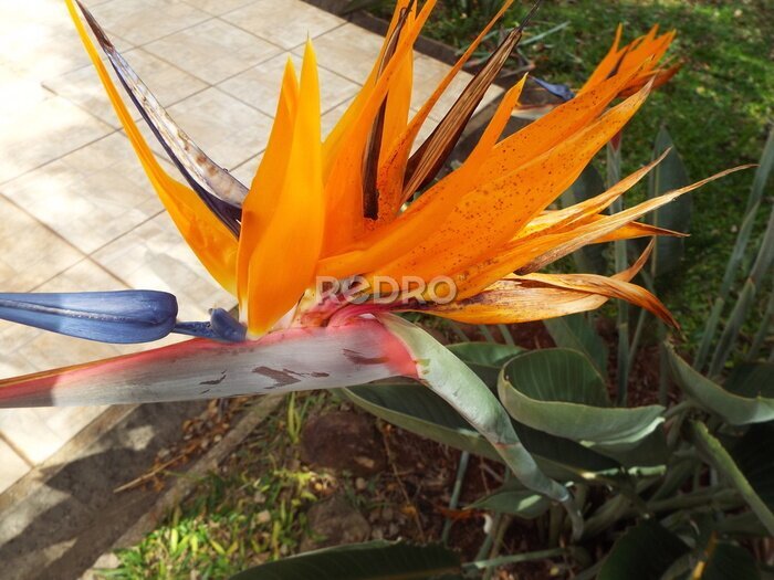 Papier peint  Flor laranja parecedo com passaros, Strelitzia. Planta de peciolo e caules longos acinzentados. ornamental de jardim