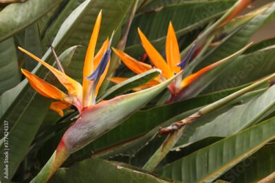 Papier peint  Flor Strelitzia o Flor Pájaro
