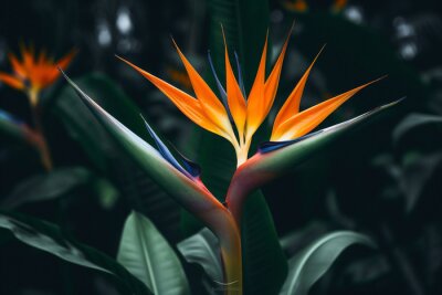 Papier peint  Flora botanical plant multi nature exotic tropic flower leaf colored colorful macro strelitzia