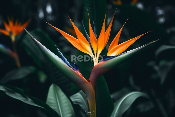 Papier peint  Flora botanical plant multi nature exotic tropic flower leaf colored colorful macro strelitzia