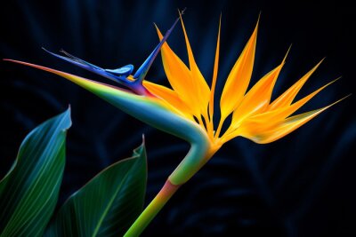 Papier peint  Flora strelitzia nature botanical plant leaf colorful tropic multi flower macro exotic colored