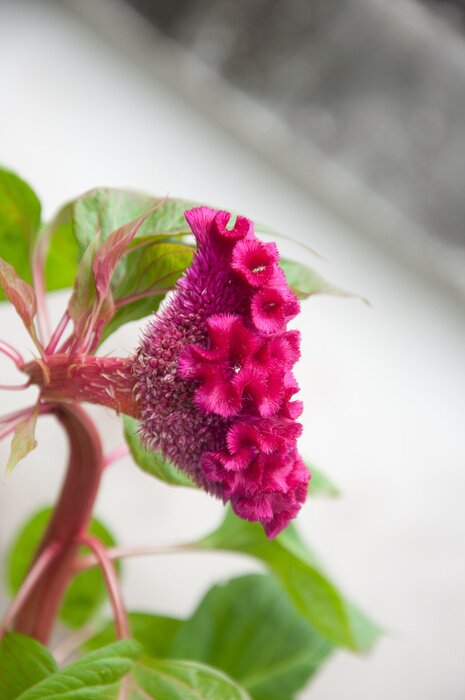 Papier peint  Floraison couleur rose