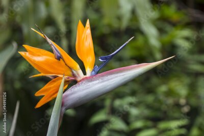 Papier peint  Floraison Strelitzia