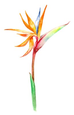Papier peint  floraison strelitzia fleur
