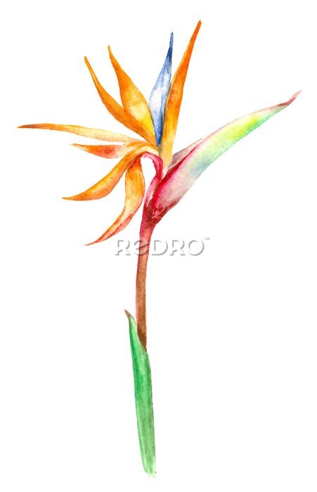Papier peint  floraison strelitzia fleur