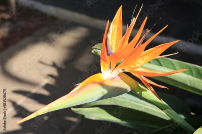 Papier peint  Floraison Strelitzia ou "Fleur de l'oiseau du paradis"