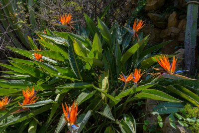 Papier peint  Floraison Strelitzia, Strelitzia reginae
