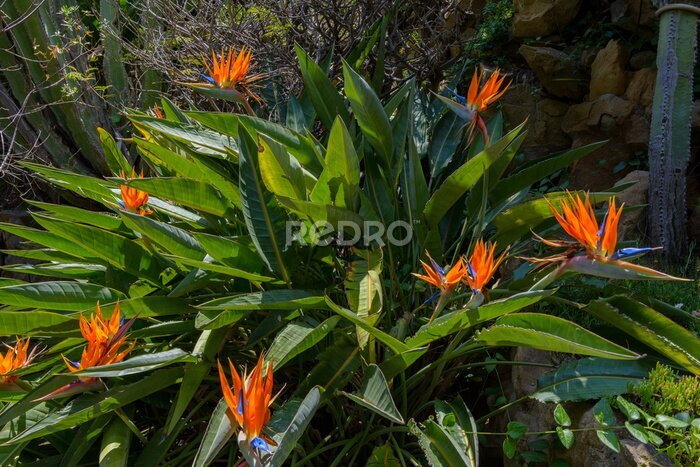 Papier peint  Floraison Strelitzia, Strelitzia reginae