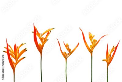 Papier peint  floral background, a row of bright, orange strelitzia flowers on a white background, copy space