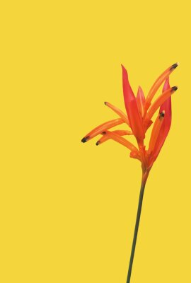 Papier peint  floral background, bright, orange strelitzia flower on a yellow background, copy space