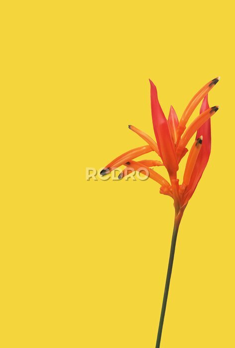 Papier peint  floral background, bright, orange strelitzia flower on a yellow background, copy space