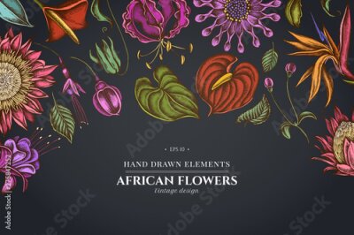 Papier peint  Floral design on dark background with african daisies, fuchsia, gloriosa, king protea, anthurium, strelitzia