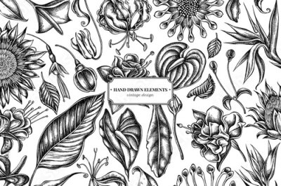 Papier peint  Floral design with black and white african daisies, fuchsia, gloriosa, king protea, anthurium, strelitzia