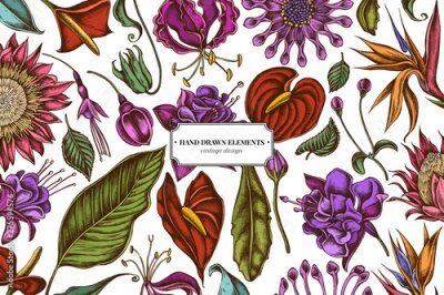 Papier peint  Floral design with colored african daisies, fuchsia, gloriosa, king protea, anthurium, strelitzia