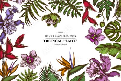 Papier peint  Floral design with colored monstera, banana palm leaves, strelitzia, heliconia, tropical palm leaves, orchid