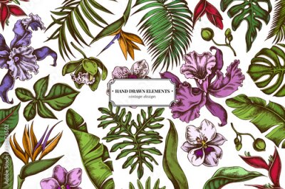 Papier peint  Floral design with colored monstera, banana palm leaves, strelitzia, heliconia, tropical palm leaves, orchid