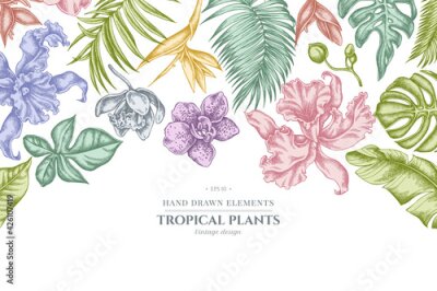 Papier peint  Floral design with pastel monstera, banana palm leaves, strelitzia, heliconia, tropical palm leaves, orchid