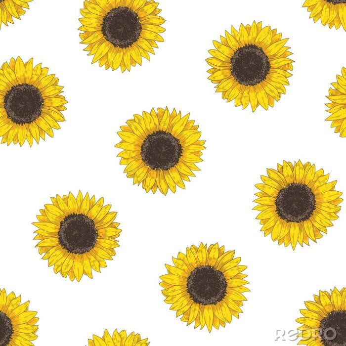 Papier peint  Floral seamless pattern with sunflower heads. Botanical backdrop with blooming flower or cultivated crop hand drawn on white background. Natural vector illustration in vintage style for fabric print.