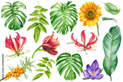 Papier peint  Floral set, hibiscus flowers, lilies, fire lily, crocus, tulip, sunflower, sea buckthorn, monstera, palm leaves, strelitzia leaf on an isolated white background, watercolor hand drawing