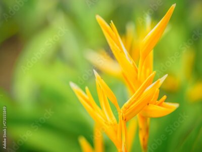 Papier peint  Flou artistique belle fleur d'oiseau de paradis (Strelitzia reginae) avec un fond vert.