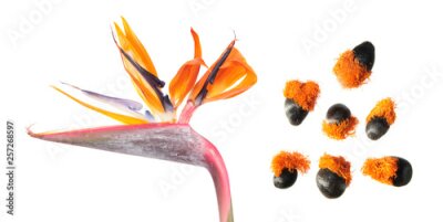 Papier peint  Flower and seeds of Strelitzia reginae or Bird of paradise plant isolated on white background