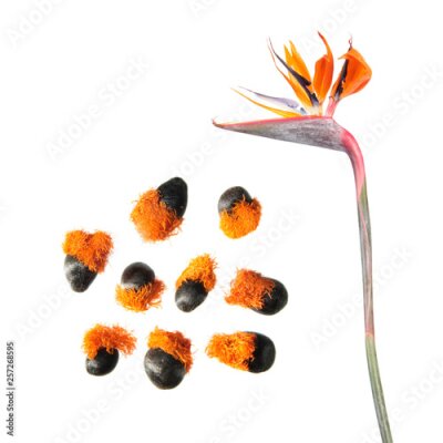 Papier peint  Flower and seeds of Strelitzia reginae or Bird of paradise plant isolated on white background