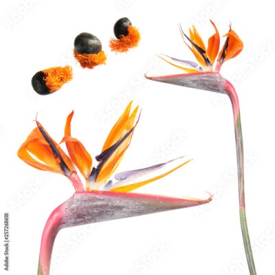 Papier peint  Flower and seeds of Strelitzia reginae or Bird of paradise plant isolated on white background