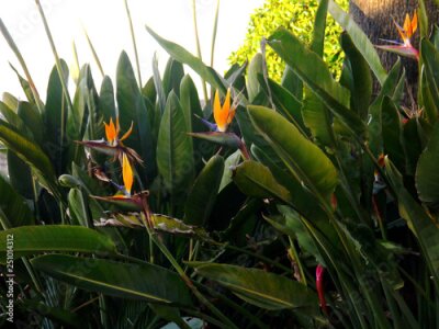 Papier peint  Flower bird of paradise or strelitzia reginae in a park of Cadiz, Andalusia. Spain. Europe