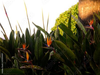 Papier peint  Flower bird of paradise or strelitzia reginae in a park of Cadiz, Andalusia. Spain. Europe