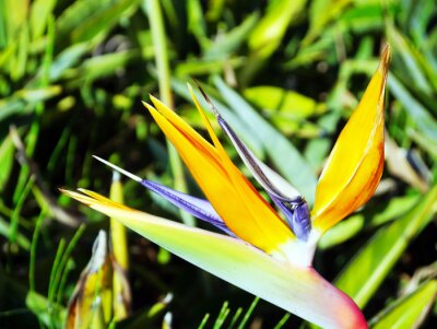 Papier peint  Flower bird of paradise or strelitzia reginae in a park of Cadiz, Andalusia. Spain. Europe